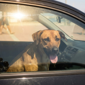 Never Leave Children or Pets in a Closed Vehicle